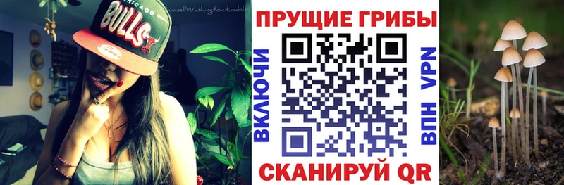 Псилоцибиновые грибы мухоморы Бежецк